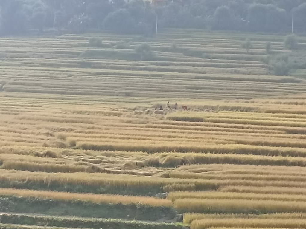 धान भित्र्याउन नपाउँदा बैतडीका किसान चिन्तित 